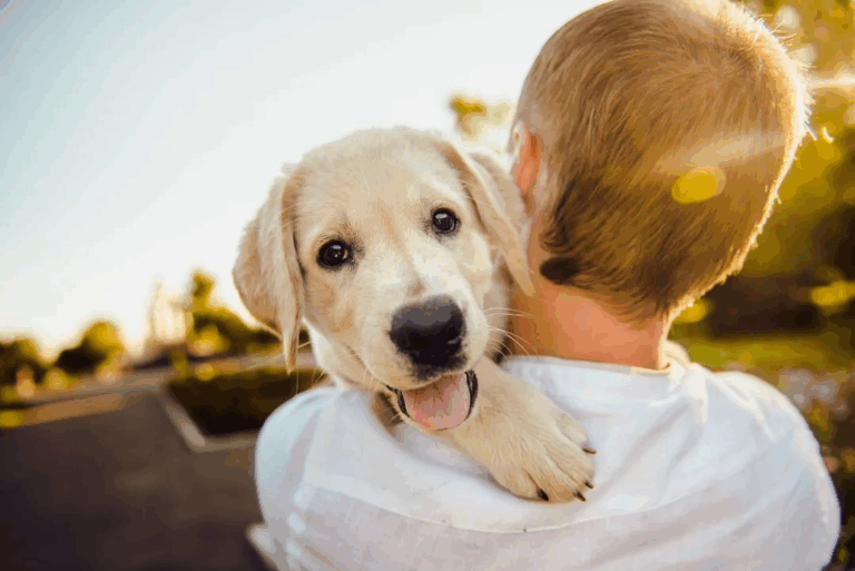 The golden rule of pet ownership, do you know it?
